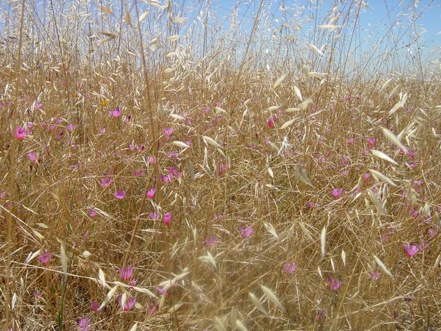 Best Photo 190 - Summer Grass 2.jpg