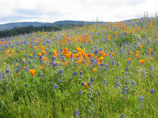 Best Photo 207 - Arastradero Spring.JPG