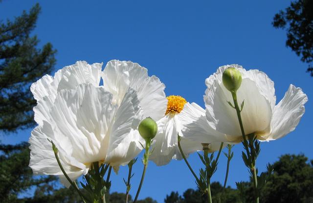 Best Photo 211 - Oakland Poppies.JPG