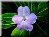 Best Photo 001 - Flower.jpg