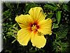 Best Photo 007 - Hibiscus.JPG