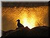 Best Photo 116 - Beach Dove.JPG