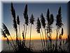 Best Photo 117 - Tall Grass 1.JPG