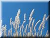 Best Photo 122 - Grass.JPG