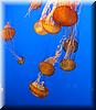 Best Photo 124 - Monterey Aquarium Jellyfish 2.JPG