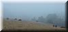 Best Photo 132 - Cows in the Mist.JPG