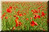 Best Photo 182 - Walldorf Poppies 1.jpg