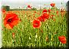 Best Photo 183 - Walldorf Poppies 1.jpg