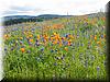 Best Photo 207 - Arastradero Spring.JPG