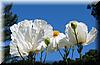 Best Photo 211 - Oakland Poppies.JPG