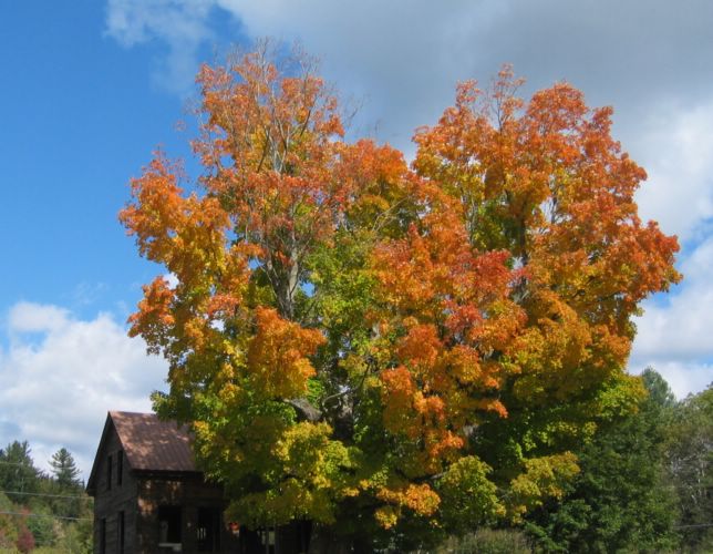 2003-10-06f Fall Barn.JPG