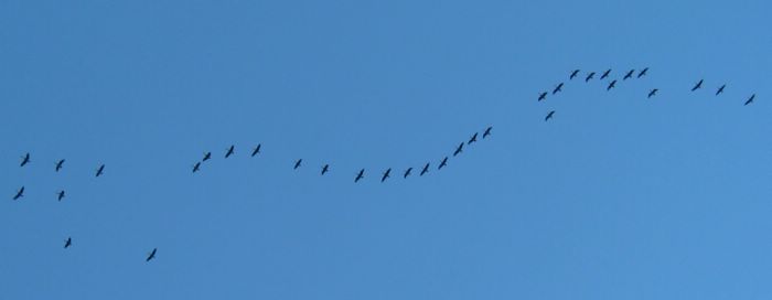 2003-10-07q Geese.JPG