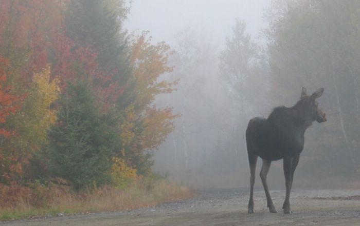 2003-10-10d Moose Standing.JPG