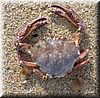 2003-10-05d Beach Find.JPG