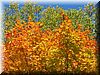 2003-10-08b 3 Colors.JPG
