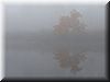 2003-10-10a Yellow in Fog.JPG