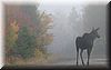 2003-10-10d Moose Standing.JPG