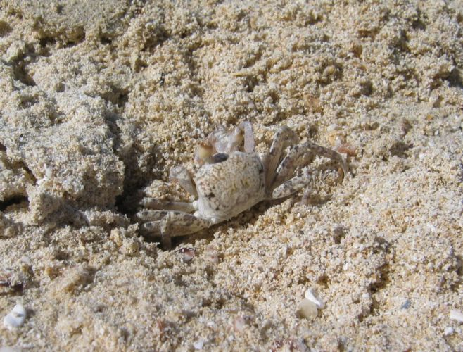 2003-09-26c Hermit Crab.JPG