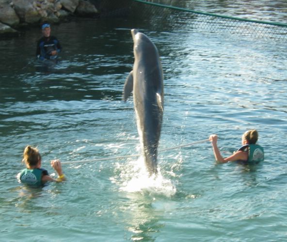 2005-01-25i Dolphin Jump.JPG