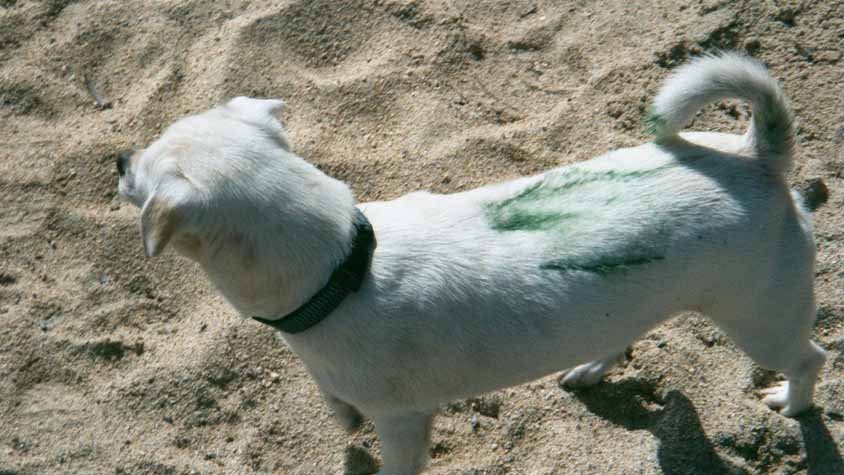 07 This is the dog who rubbed against our nice green bench