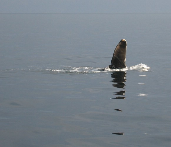 2003-09-05e Whale Tail.jpg