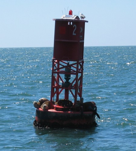 2003-09-05g Sea Lions.JPG