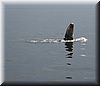 2003-09-05e Whale Tail.jpg