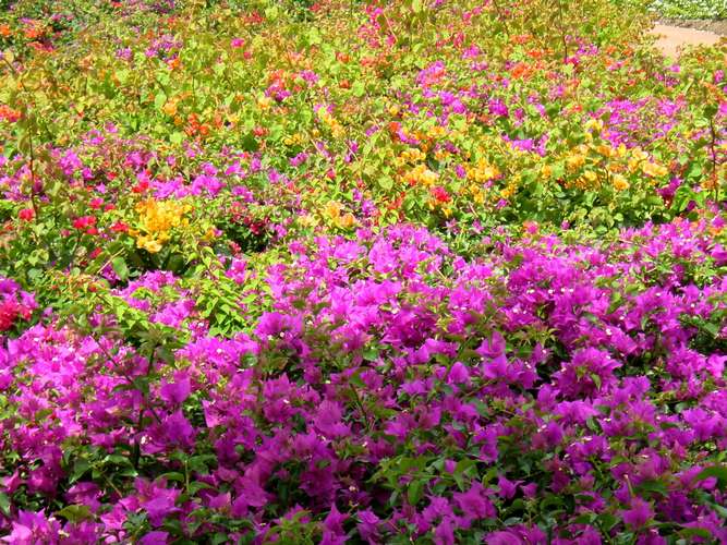 053 Bougainvillea