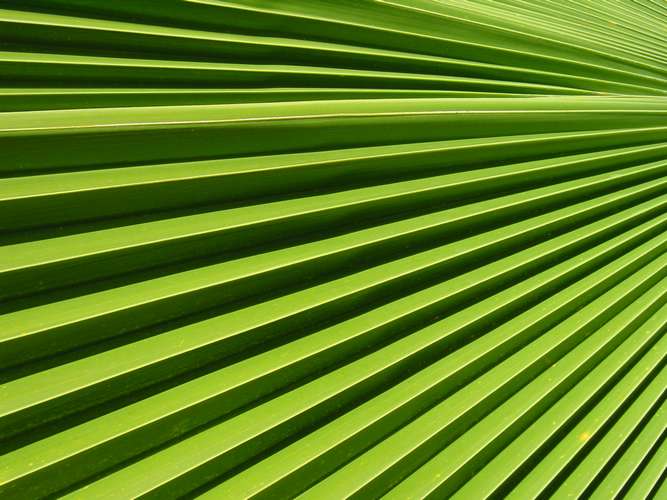 059 Palm leaf