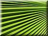 059 Palm leaf.JPG